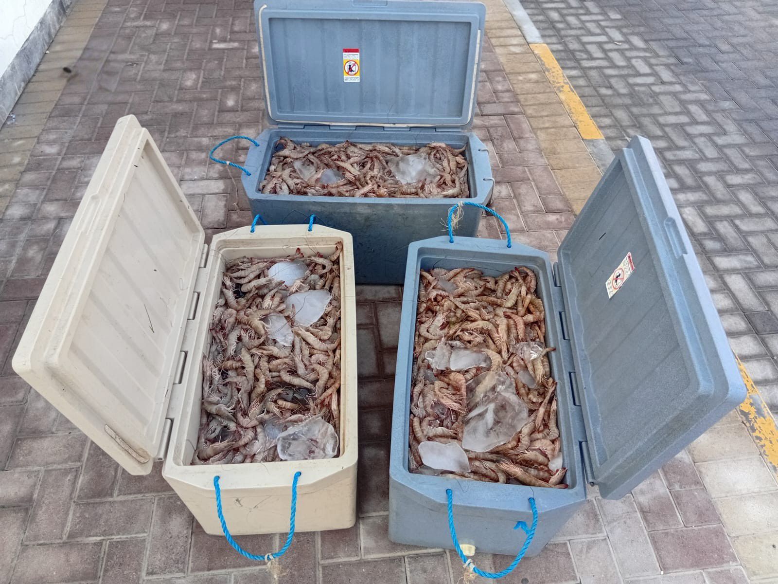 خفر السواحل: ضبط كمية من الروبيان تم صيدها بشباك ممنوعة قانونا<